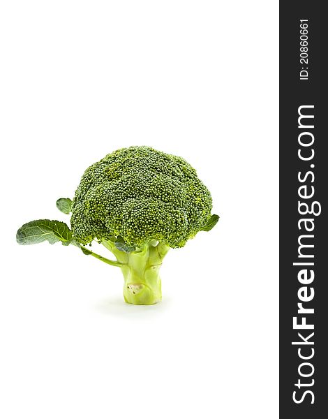 Broccoli stand on white background