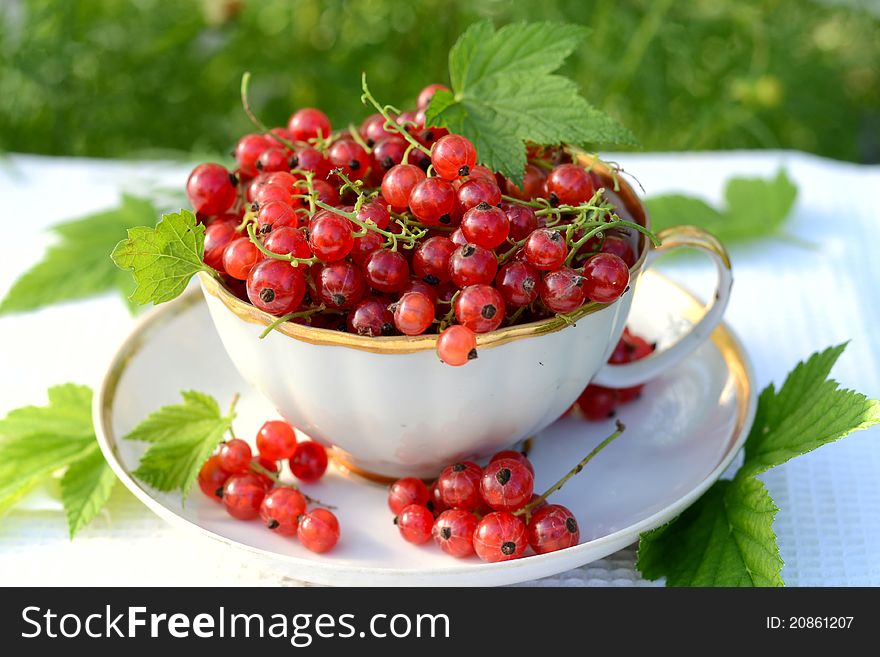 Redcurrant in white cup outdoor