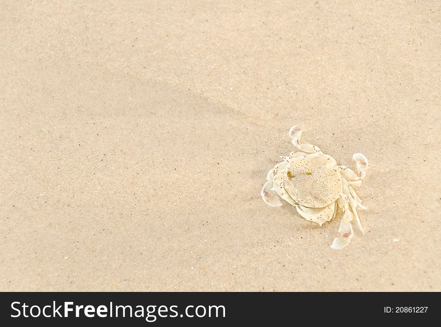 Dead crab on the beach ,sand background