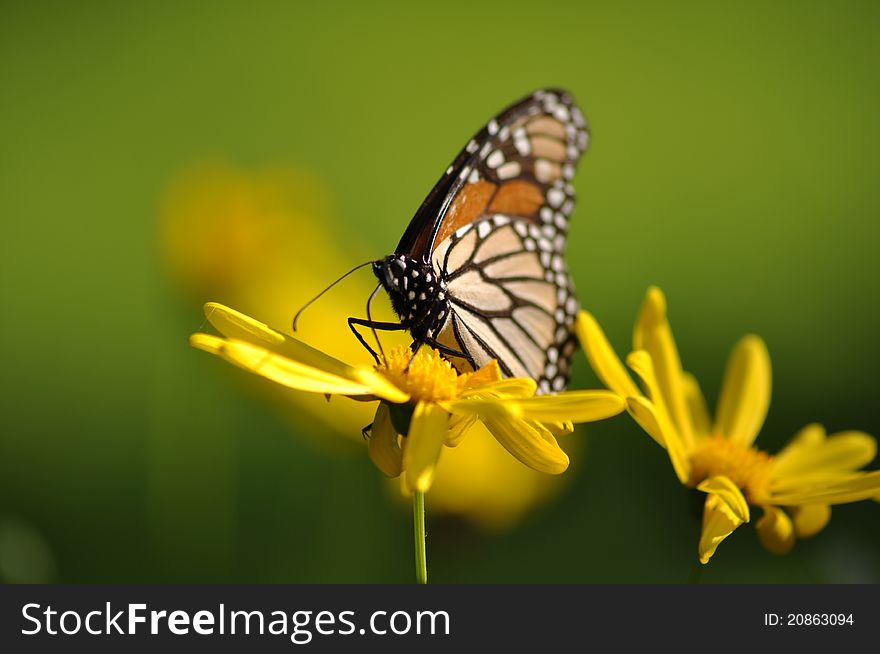 A Monarch butterfly on a yellow flower with a green background. A Monarch butterfly on a yellow flower with a green background.
