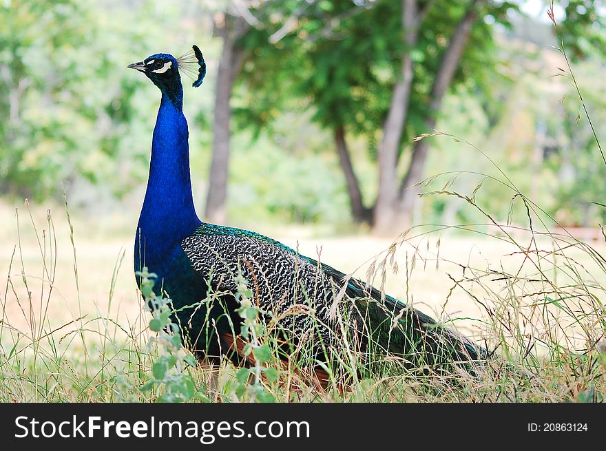 Blue Peacock In Weeds