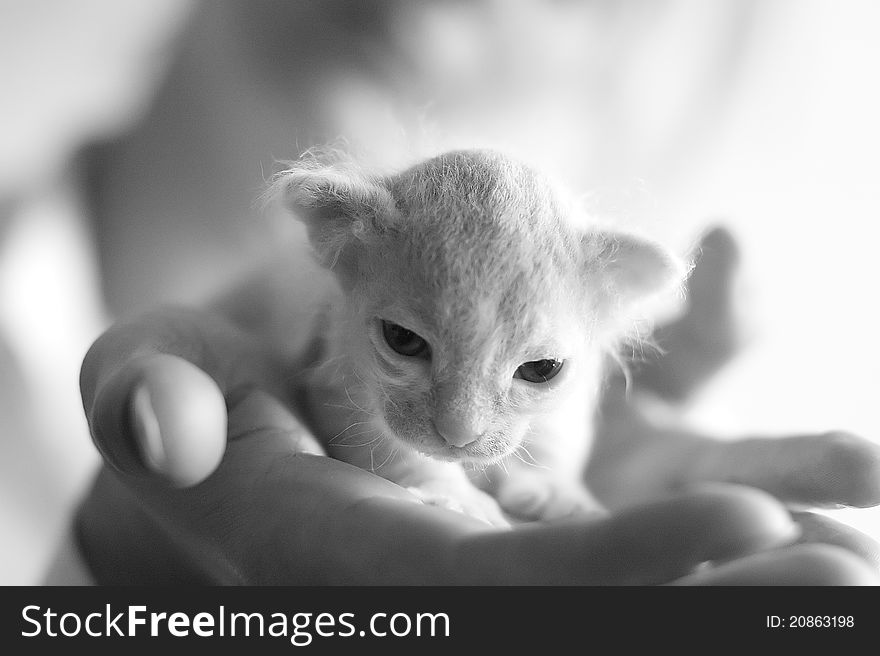 Cute Sphinx kitty in human hands.