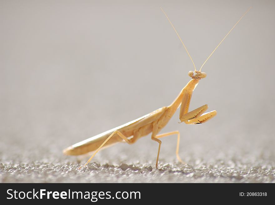 An albino praying mantis on a stucco wall. An albino praying mantis on a stucco wall.