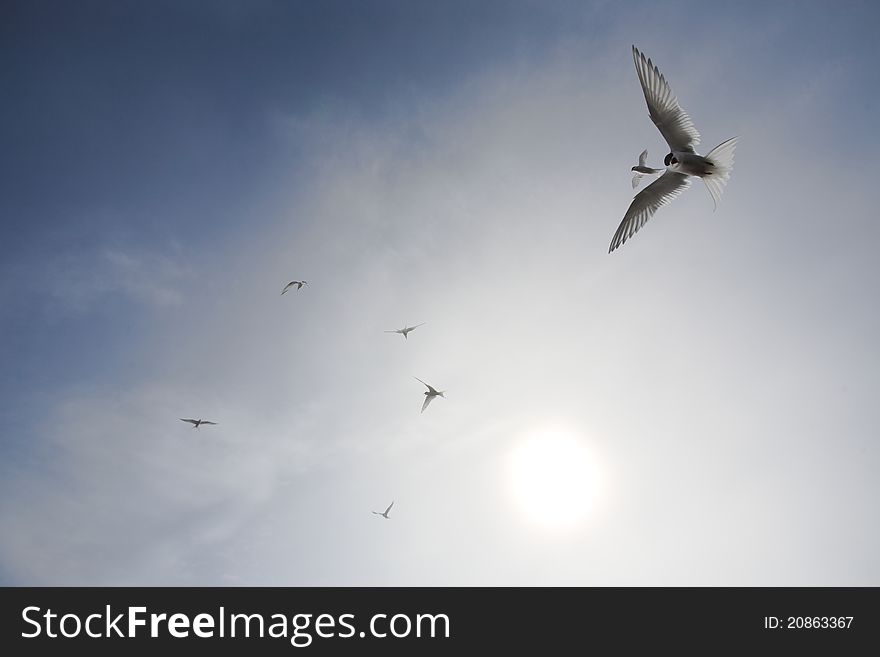 Arctic Tern Flying - Svalbard