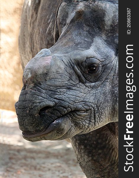 Close Up Detail Profile Portrait Of Indian Rhino Face. Close Up Detail Profile Portrait Of Indian Rhino Face