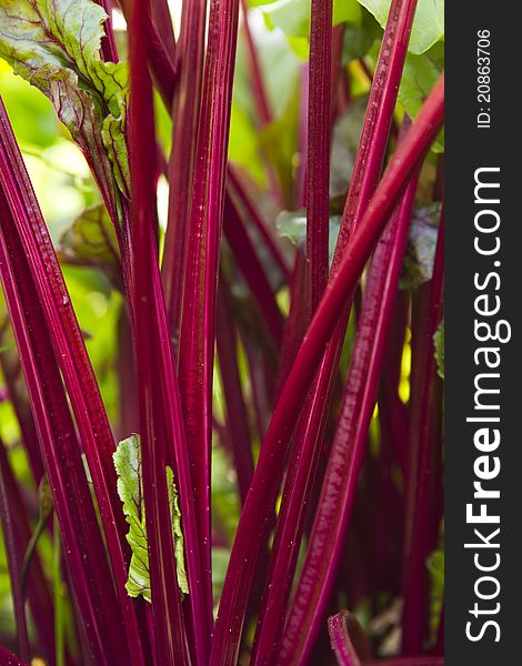 Close-up of bunch young beetroot stem. Close-up of bunch young beetroot stem