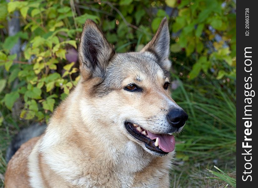 Portrait of a happy dog on a background of green grass