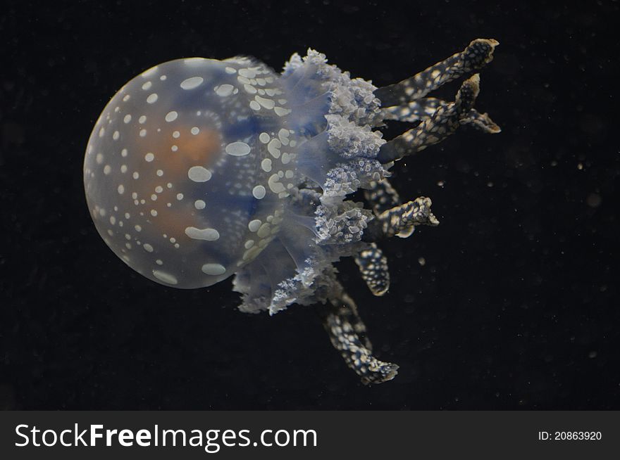 A jellyfish swimming in Monterey, California. A jellyfish swimming in Monterey, California
