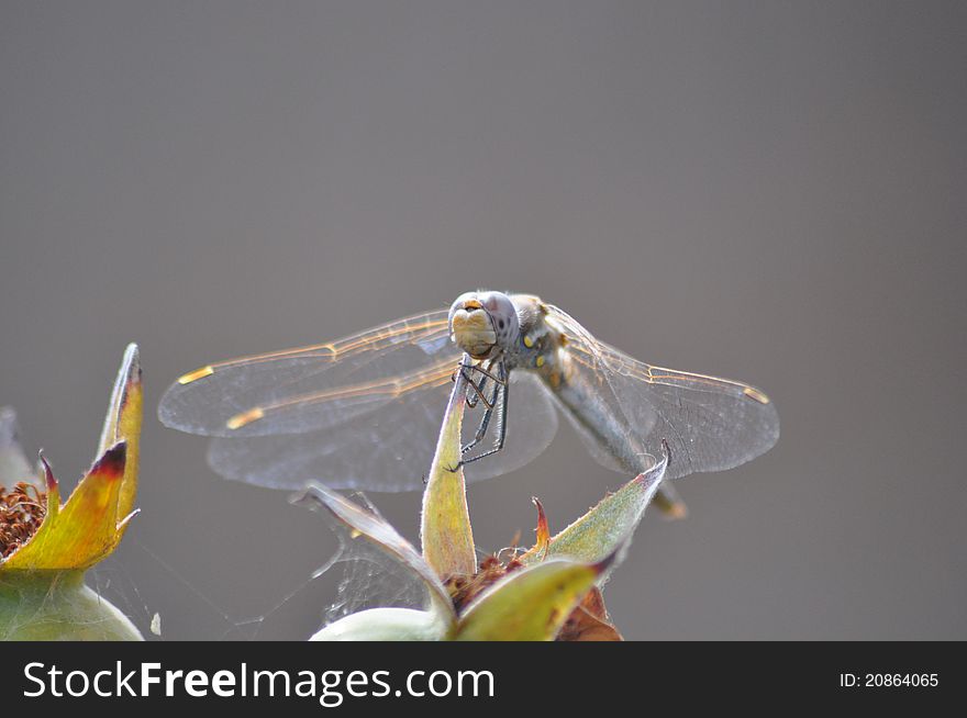 A gray and yellow dragonfly hanging from a leaf on a plant with a soft blurred bokeh background in gray.