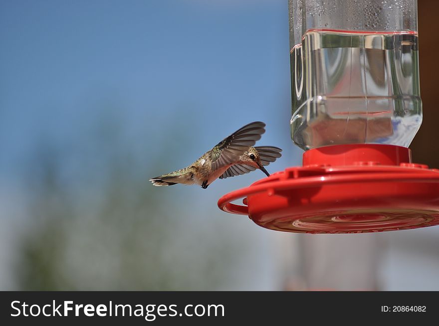 A hummingbird feeding from a red bird feeder with clear food in it. A hummingbird feeding from a red bird feeder with clear food in it.