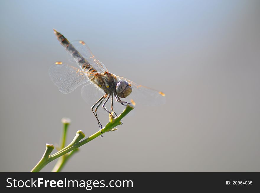 A gray and yellow dragonfly hanging from a branch on a plant with a soft blurred bokeh background in gray. A gray and yellow dragonfly hanging from a branch on a plant with a soft blurred bokeh background in gray.