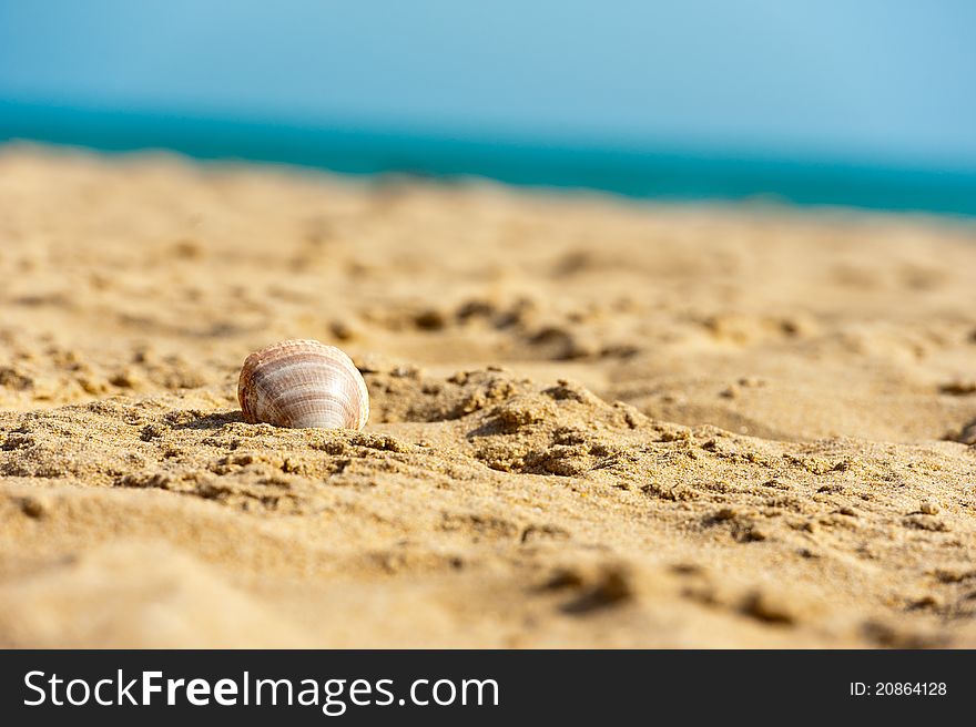 Beautiful shell on the ocean's beach. Beautiful shell on the ocean's beach
