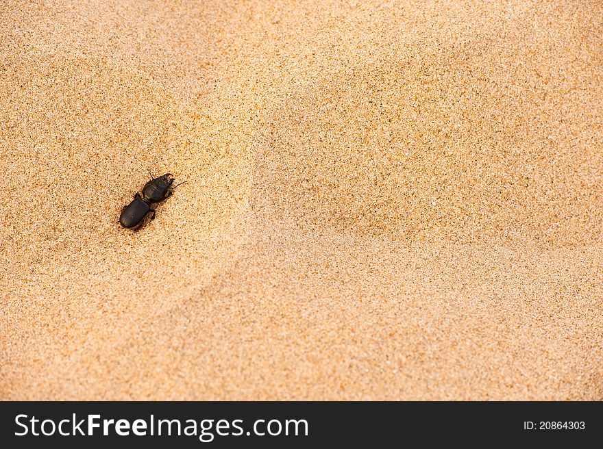 Little Black Worm On The Sand