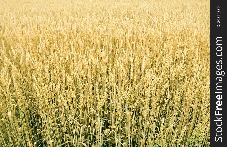 Field of yellow gold wheat. Field of yellow gold wheat