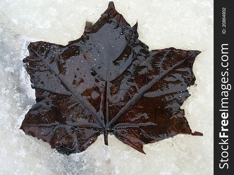 Dark maple leaf encased on ice. Dark maple leaf encased on ice