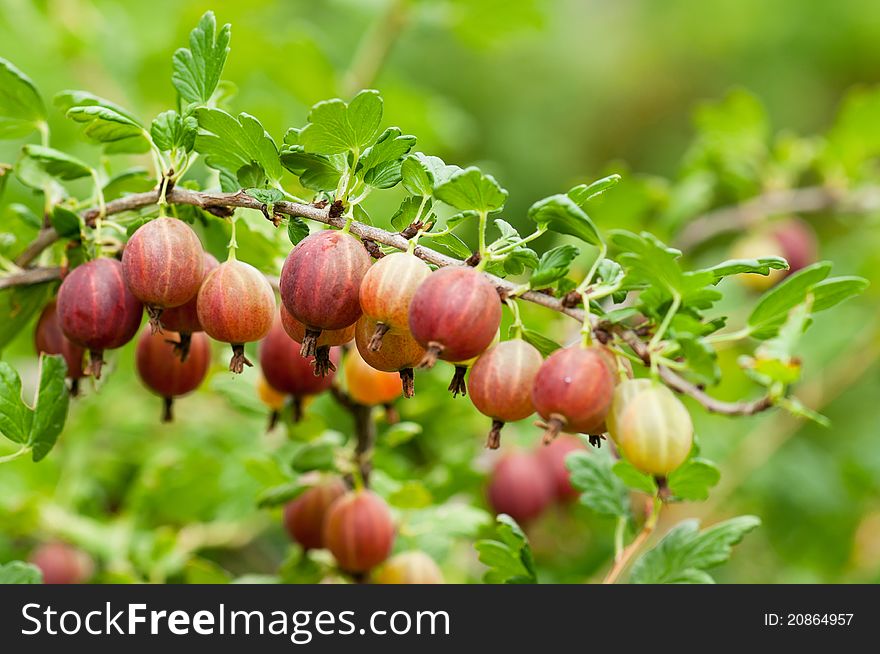 Some ripening gooseberries on the branch in a kitchen garden