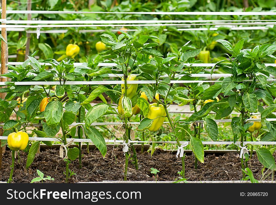 Some ripening sweet pepper on the bush in a kitchen garden