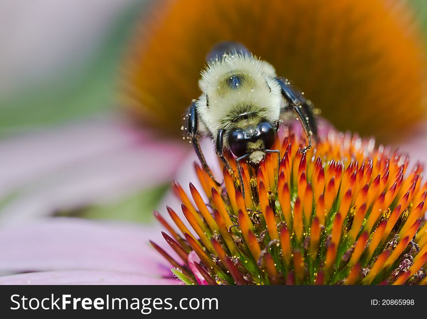 Bee On Echinacea Flower