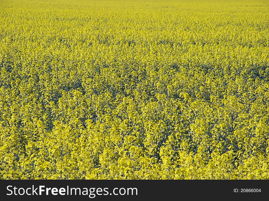 A view of a canola crop in a paddock. A view of a canola crop in a paddock