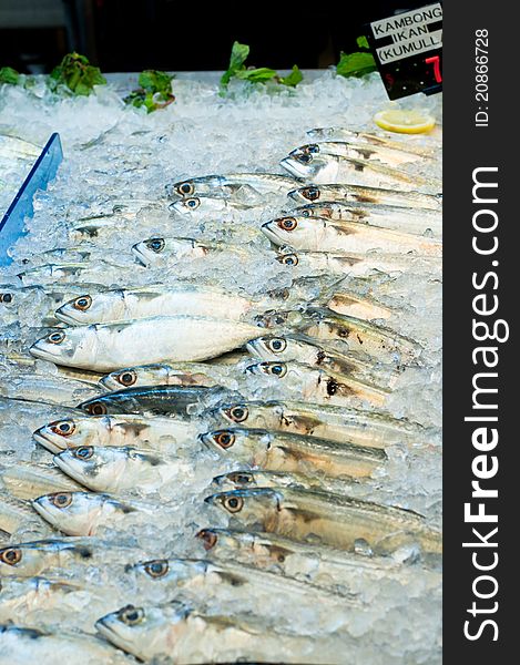 A fresh chilled Indian mackerel or faughni mackerel on ice at the fish market. A fresh chilled Indian mackerel or faughni mackerel on ice at the fish market