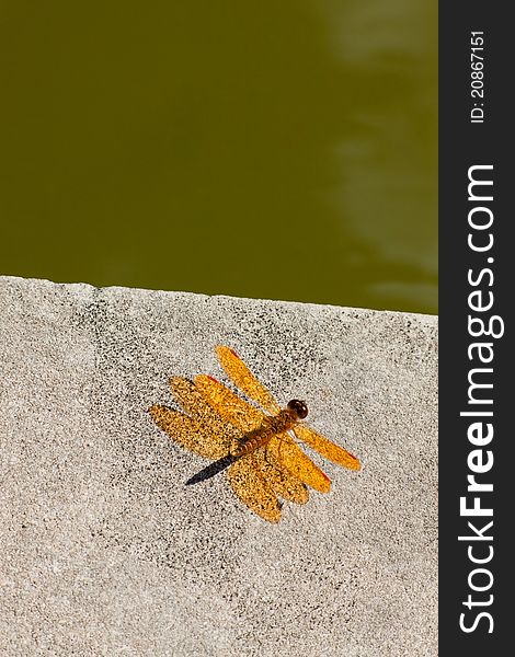 Bright orange Dragonfly by the pond. Bright orange Dragonfly by the pond.