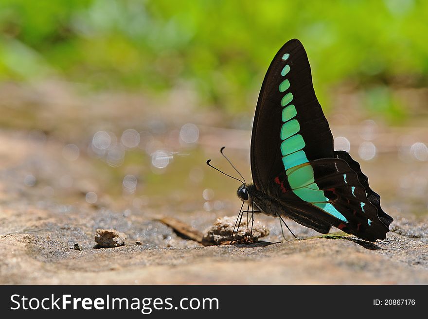 Butterfly(Common Bluebottle)