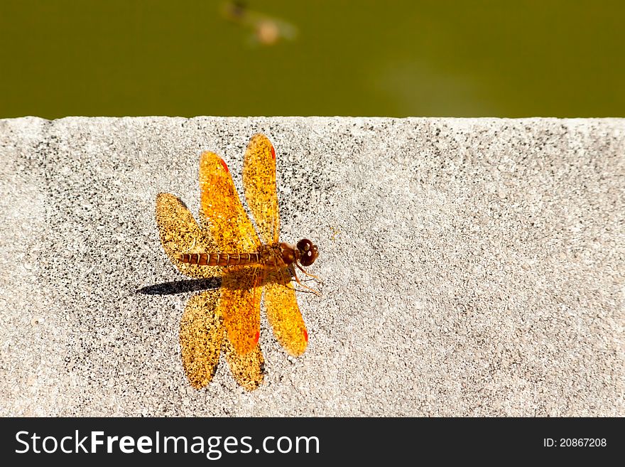 Bright orange Dragonfly by the pond. Bright orange Dragonfly by the pond.
