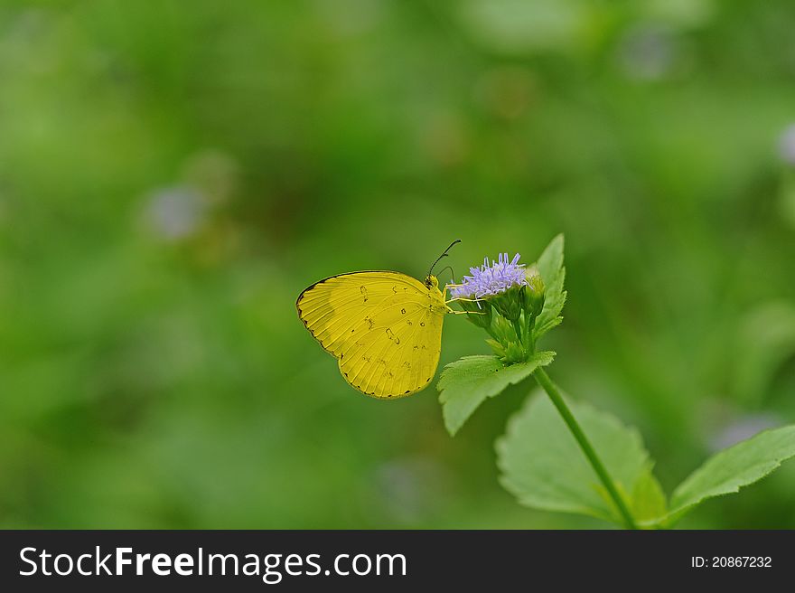 Butterfly feeding on the flower. Butterfly feeding on the flower