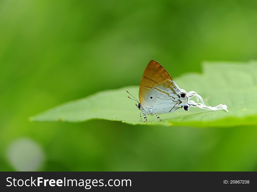 Butterfly catching on the leaf. Butterfly catching on the leaf