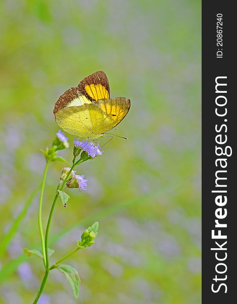 Butterfly feeding on the flower. Butterfly feeding on the flower