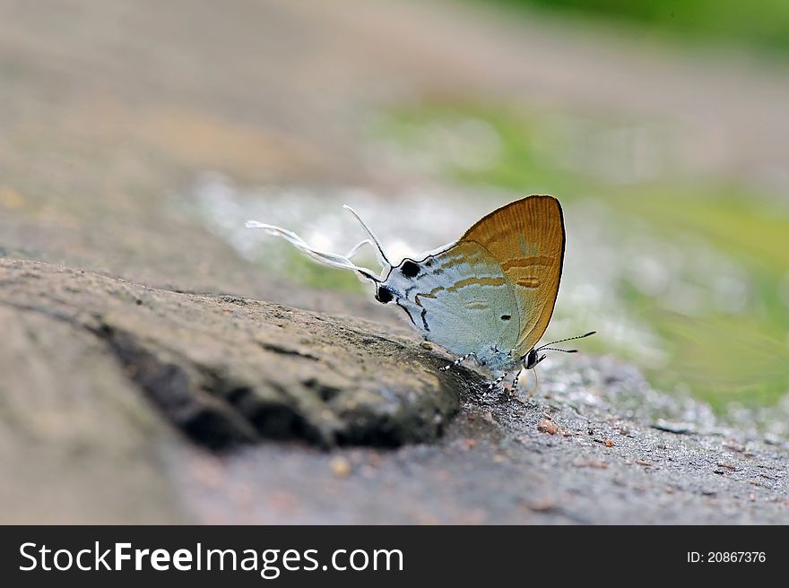 Butterfly(Fluffy Tit)