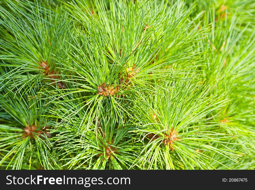 Close-up view of a pine tree. Close-up view of a pine tree.