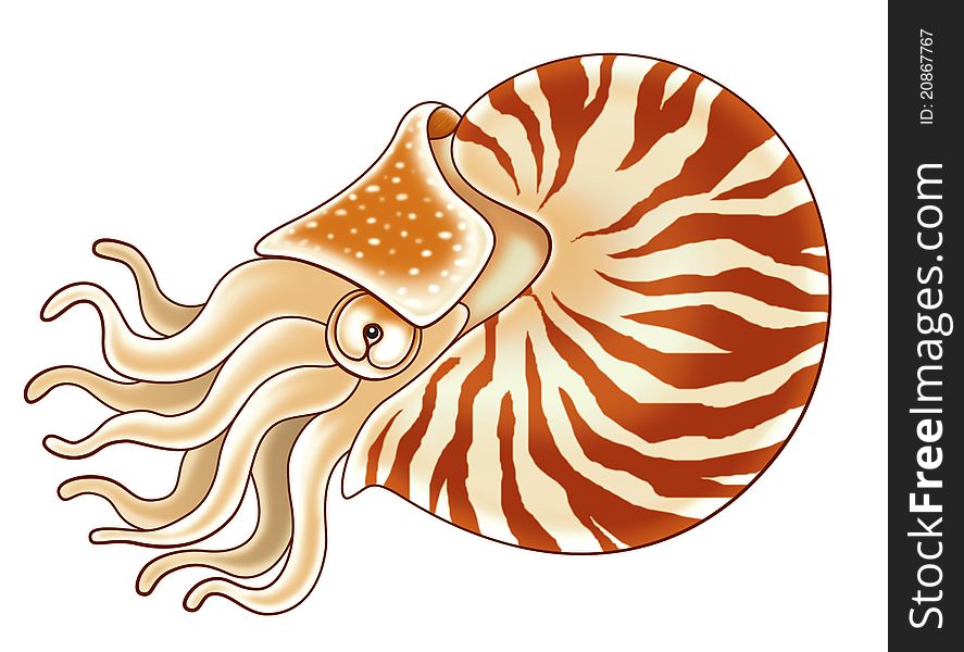 Nautilus cartoon illustration for kids.