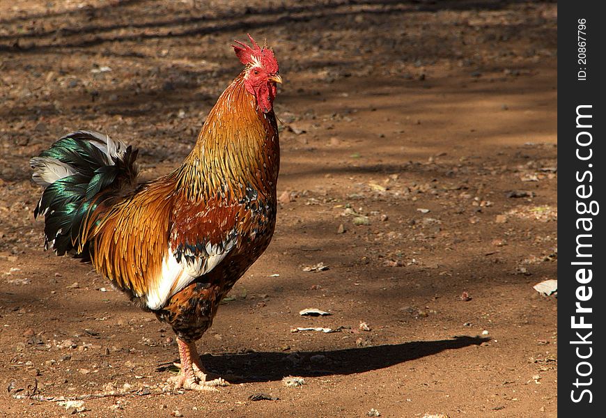 Single bright coloured rooster on open ground