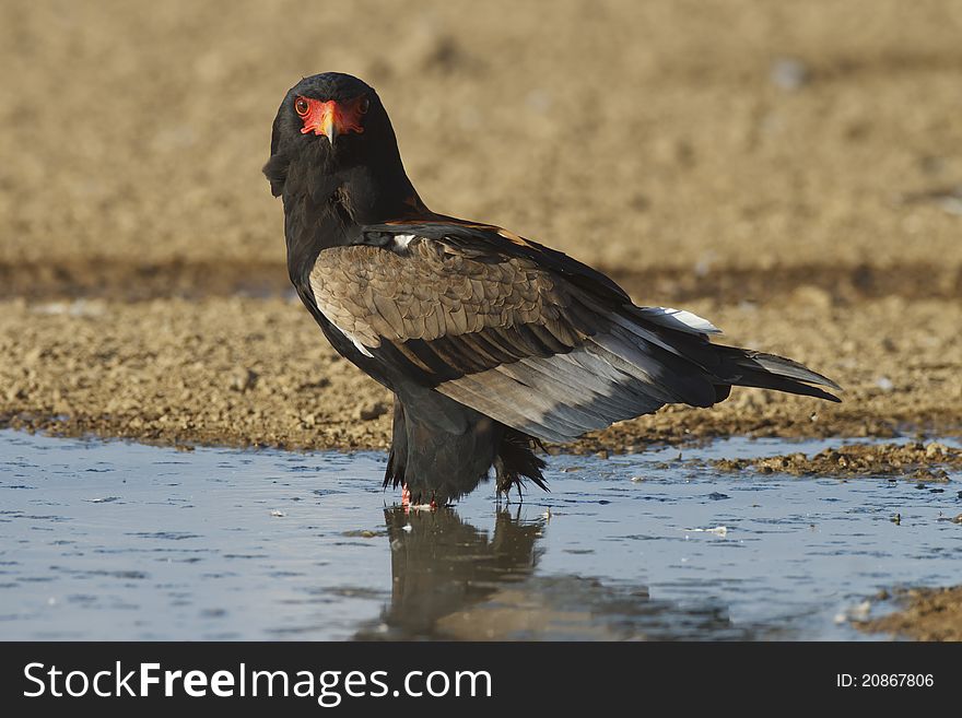 A bateleur sitting in the water at a waterhole.