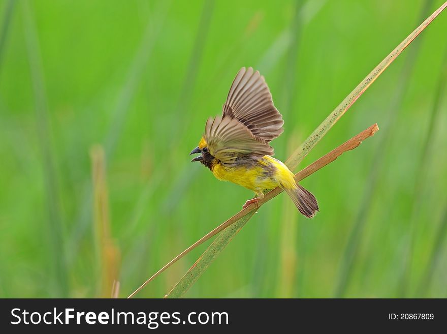 Male golden weaver in nature of Thailand