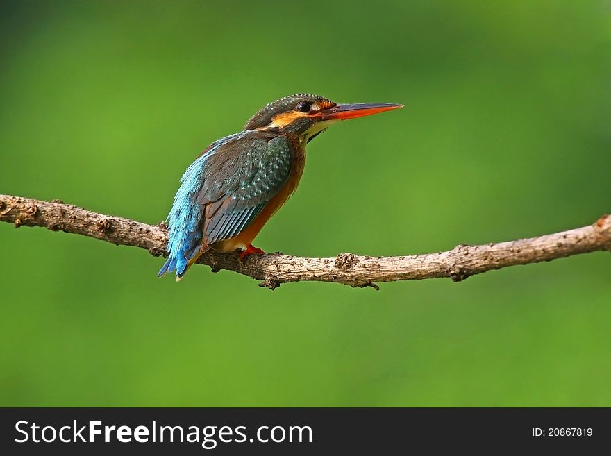 Female common kingfisher in nature of Thailand