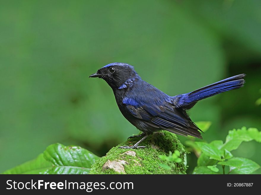 Large niltava is bird in forest of Thailand