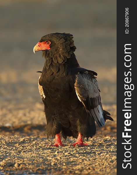 A bateleur sitting in a dry river bed in the Kgalagadi Trans Frontier Park, South Africa.