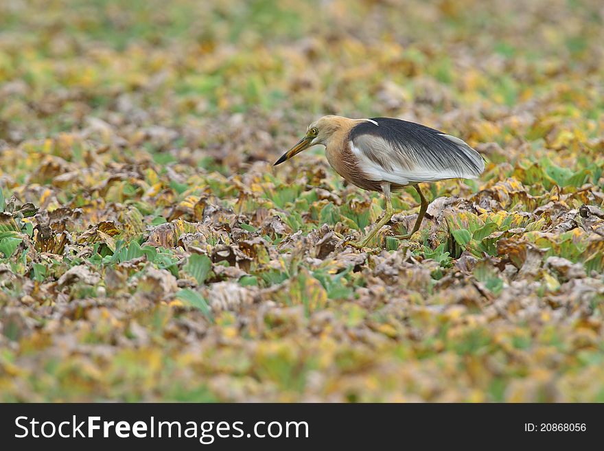 Java pond heron is bird in nature of Thailand