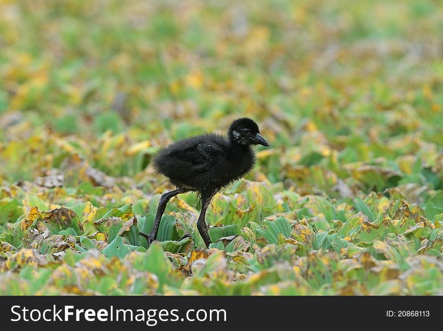 White-breasted waterhen is bird in nature of Thailand. White-breasted waterhen is bird in nature of Thailand