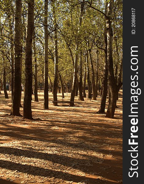 Tall poplar tree trunks casting shadows on the ground. Tall poplar tree trunks casting shadows on the ground