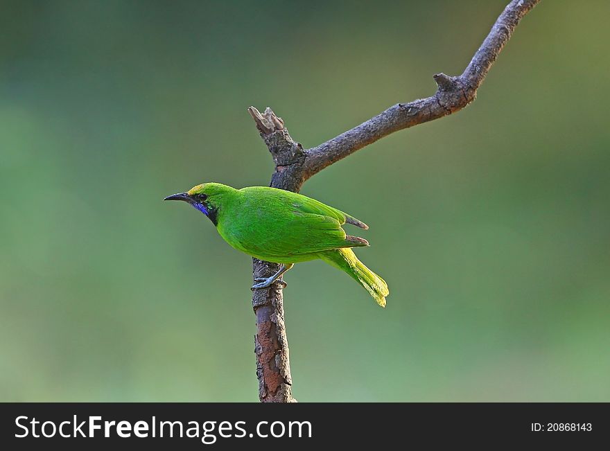 Golden-fronted leafbird is bird in nature of Thailand