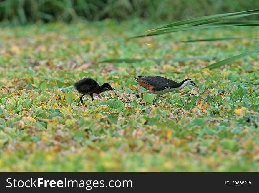 White-breasted waterhen is bird in nature of Thailand. White-breasted waterhen is bird in nature of Thailand