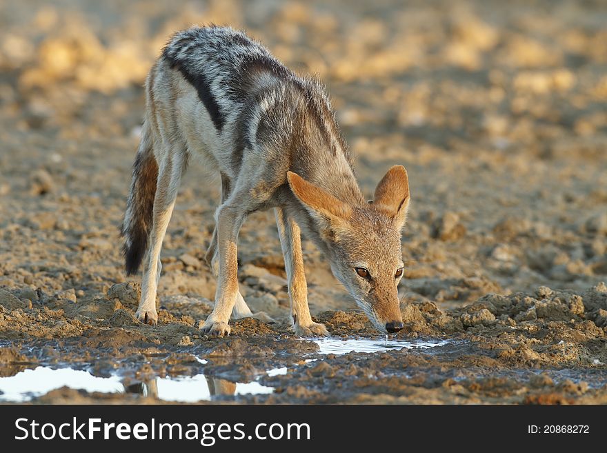 A Black Backed Jackal drinking at a waterhole in the Kgalagadi Transfrontier Park, South Africa.