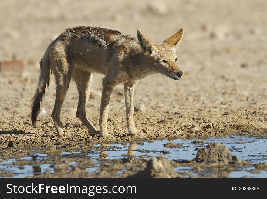 A Black Backed Jackal drinking at a waterhole in the Kgalagadi Transfrontier Park, South Africa.