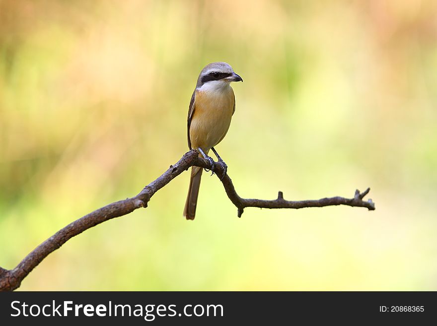 Brown shirke is migratory bird in nature of Thailand