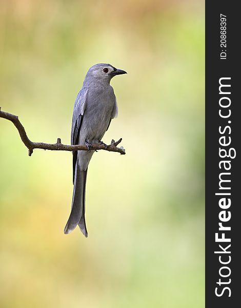Ashy drongo is migratory bird in nature of Thailand