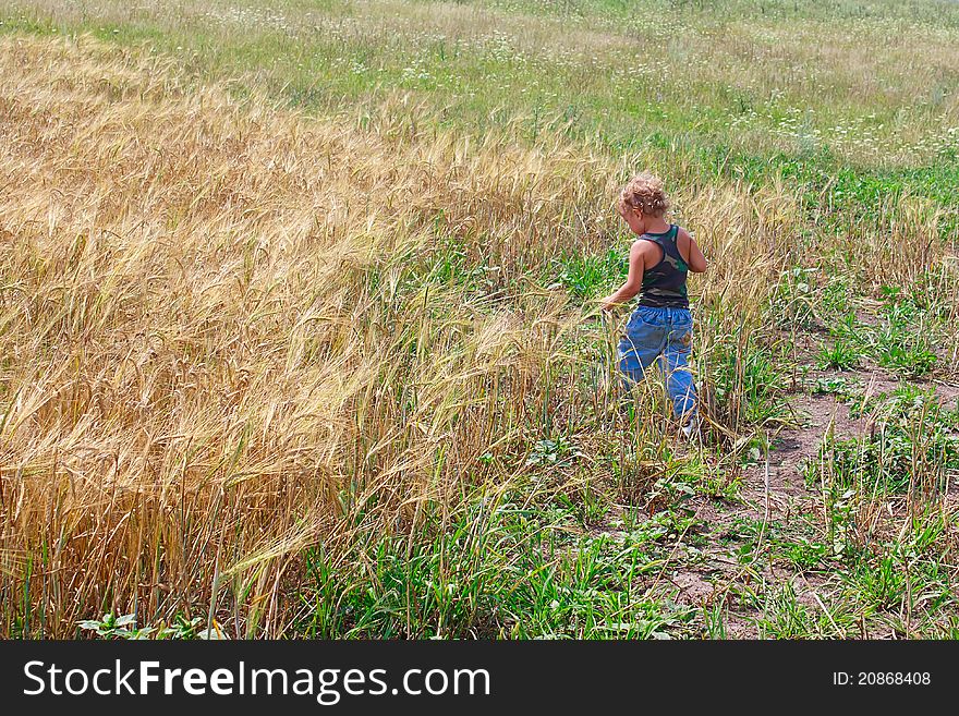 Young boy on a field of wheat