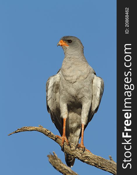 A Pale Chanting Goshawk perched on a branch against a blue sky.